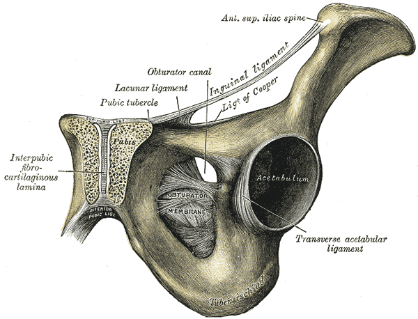 Henry Gray (1918) Anatomy of the Human Body Henry Gray (1918) Anatomy of the Human Body